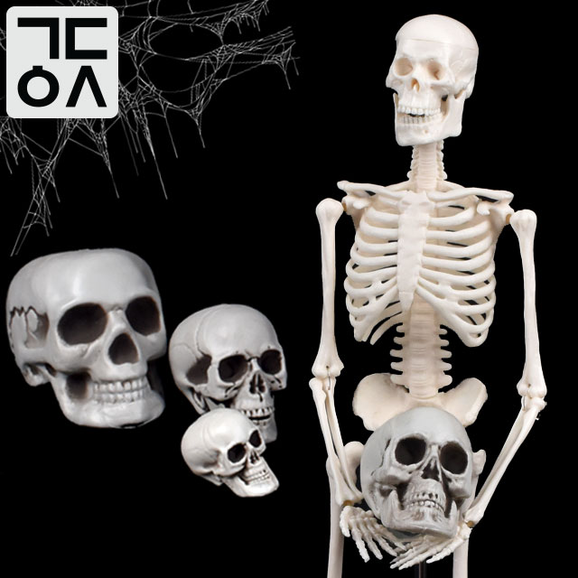 간단 모형 해골 인체 장난감 사람 뼈 척추 해부학 뇌 두개골 전신 골격 뼈대 얼굴뼈